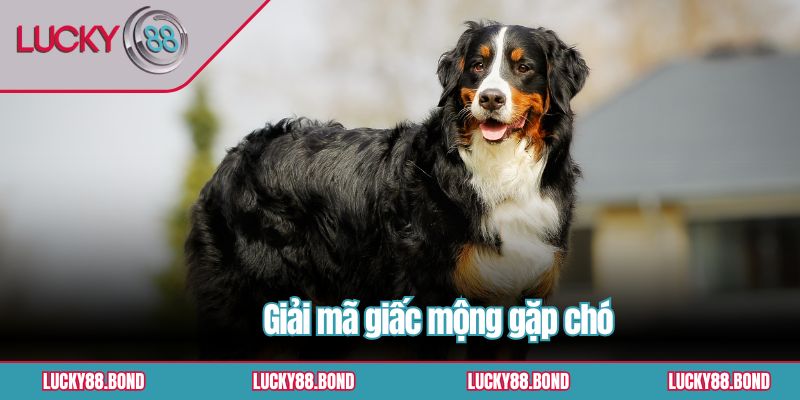 Giải mã giấc mộng gặp chó